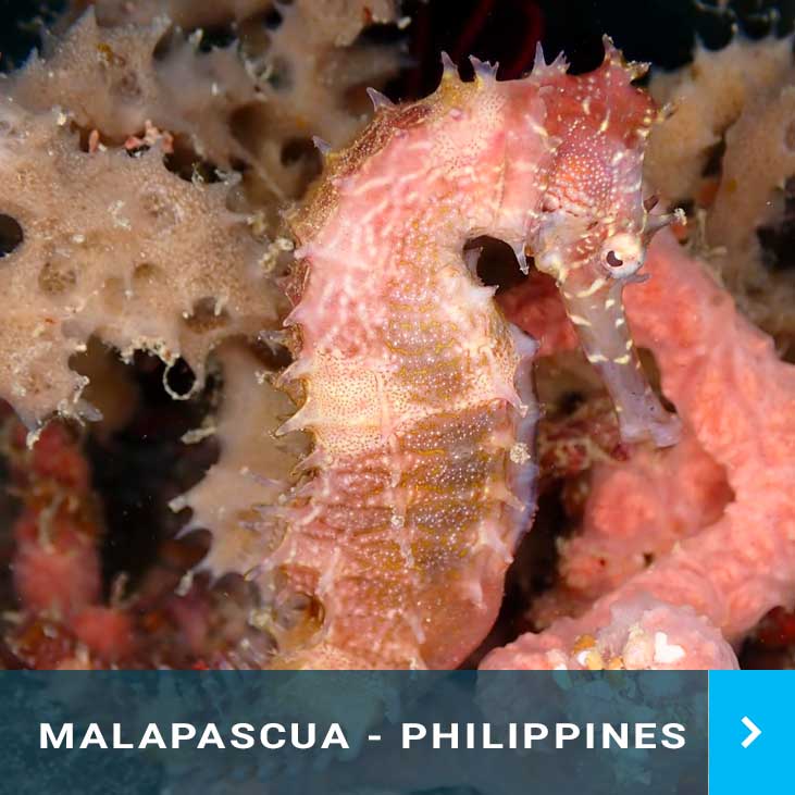 Malapascua Philippines Dive Holiday